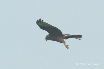 Harrier, Pied (juvenile) @ Batang Tiga