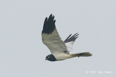 Harrier, Pied (male) @ Batang Tiga
