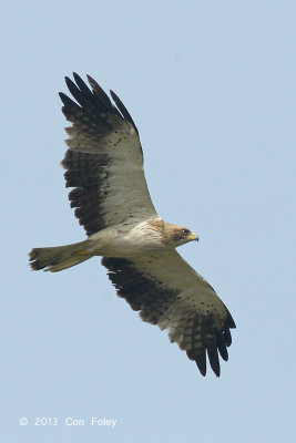 Eagle, Booted (pale morph) @ Seletar