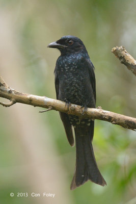 Drongo, Crow-billed (first winter) @ Bidadari