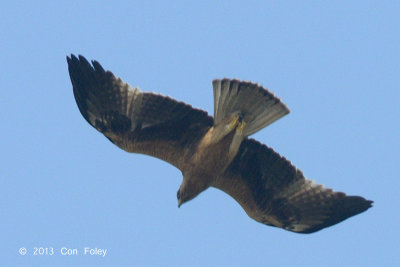 Eagle, Booted (rufous morph) @ Seletar