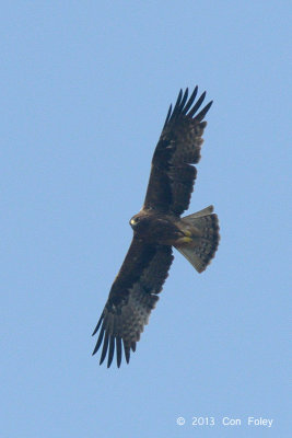 Eagle, Booted (dark morph) @ Seletar