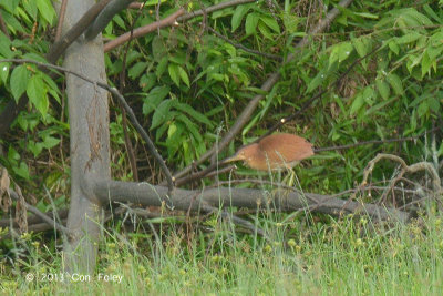 Bittern, Cinnamon (male) @ Seletar