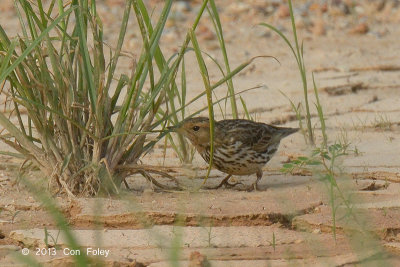 Pipit, Red-throated @ Seletar