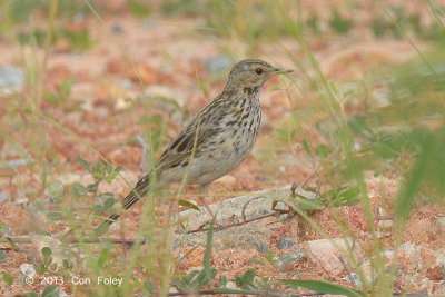 Pipit, Red-throated @ Seletar