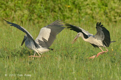 Stork, Asian Openbill @ Seletar