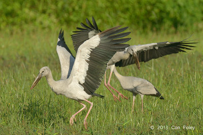 Stork, Asian Openbill @ Seletar