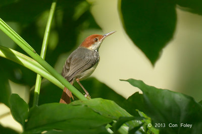 Tailorbird, Rufous-tailed @ Venus Drive