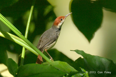 Tailorbird, Rufous-tailed @ Venus Drive