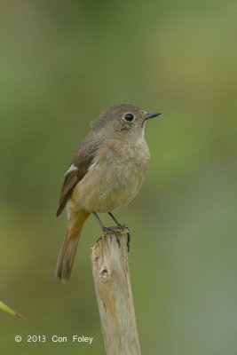 Redstart, Duarian (female) @ Gardens by the Bay