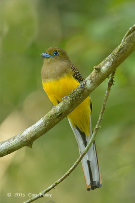 Trogon, Orange breasted (female) @ Kaeng Krachan