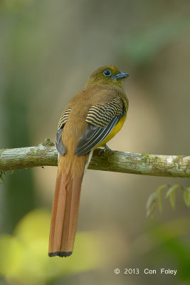 Trogon, Orange breasted (female) @ Kaeng Krachan