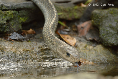 Keeled Rat Snake @ Kaeng Krachan