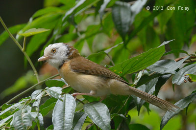 Babbler, Collared @ Kaeng Krachan