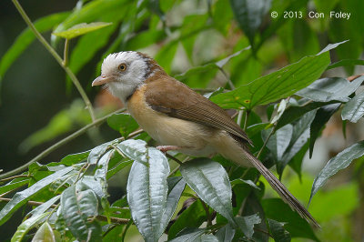 Babbler, Collared @ Kaeng Krachan