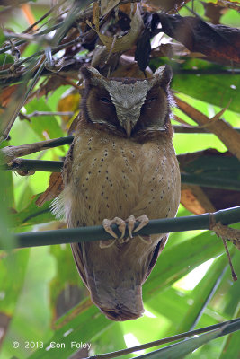 Owl, White-fronted Scops @ Kaeng Krachan