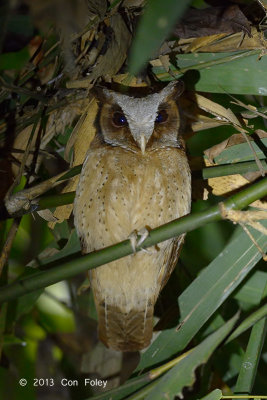 Owl, White-fronted Scops @ Kaeng Krachan