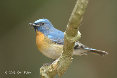 Flycatcher, Chinese Blue (male) @ Kaeng Krachan