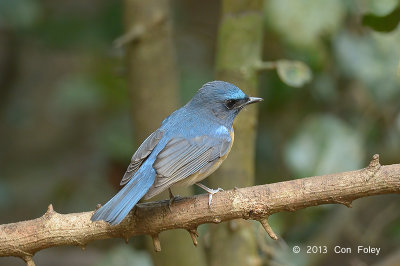 Flycatcher, Chinese Blue (male) @ Kaeng Krachan