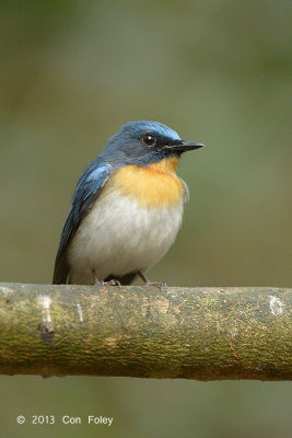 Flycatcher, Tickell's Blue (male) @ Kaeng Krachan