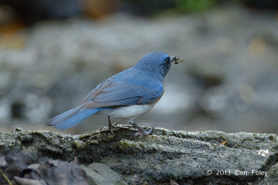 Flycatcher, Tickell's Blue (male) @ Kaeng Krachan