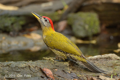 Woodpecker, Streak-breasted (male) @ Kaeng Krachan