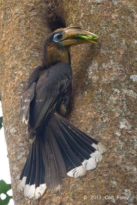 Hornbill, Tickell's Brown (male) @ Kaeng Krachan