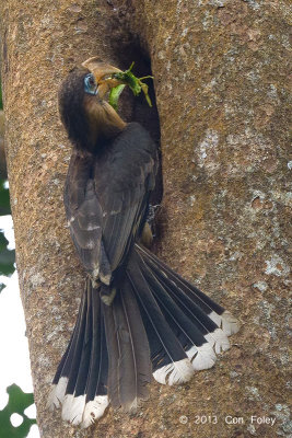 Hornbill, Tickell's Brown (male) @ Kaeng Krachan