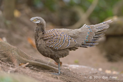 Pheasant, Grey Peacock (male) @ Mae Wong