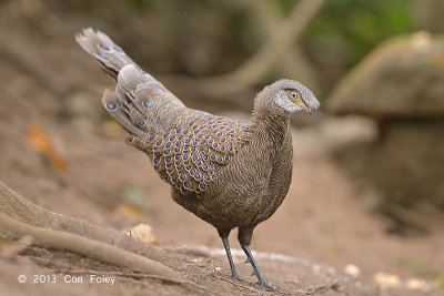 Pheasant, Grey Peacock (male) @ Mae Wong