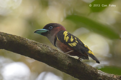 Broadbill, Banded (male)