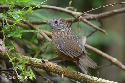 Babbler, Streaked Wren @ Mae Wong