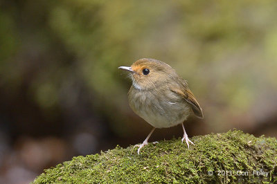 Flycatcher, Rufous-browed @ Mae Wong
