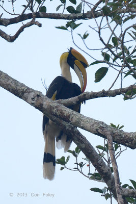 Hornbill, Great (male) @ Kaeng Krachan