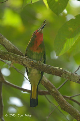 Bee-eater, Red-bearded (female sub adult)