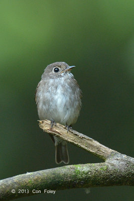 Flycatcher, Dark-sided