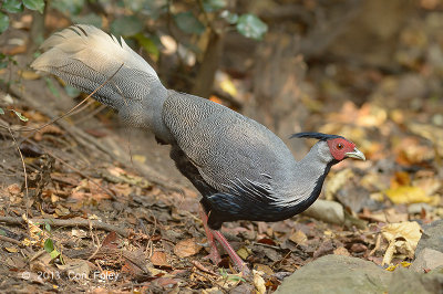 Pheasant, Kaiji (male) @ Kaeng Krachan
