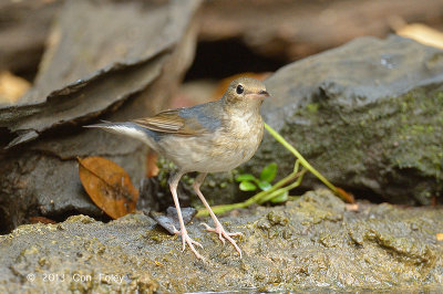 Robin, Siberian Blue (first winter male) @ Kaeng Krachan