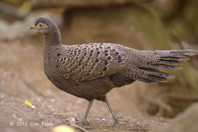 Pheasant, Grey Peacock (female) @ Mae Wong
