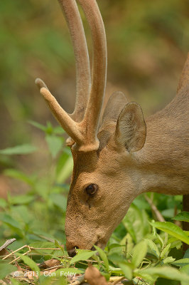 Hog Deer (male) @ Mae Wong