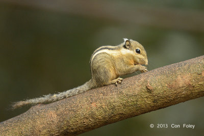 Squirrel, Himalayan Striped @ Kaeng Krachan