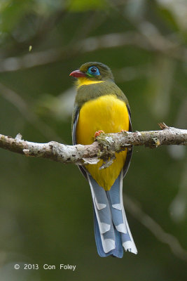 Trogon, Sumatran (adult) @ Tapan Road