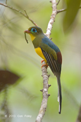 Trogon, Sumatran (male) @ Tapan Road