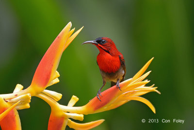 Sunbird, Crimson (male) @ Botanic Gardens