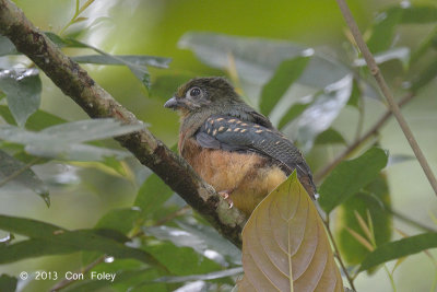 Trogon, Sumatran (juvenile) @ Tapan Road