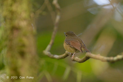 Flycatcher, Snowy-browed (male) @ Summit Trail