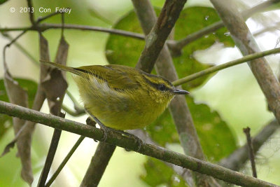 Warbler, Mountain Leaf @ Summit Trail