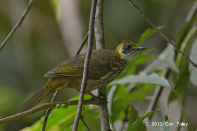 Bulbul, Spot-necked @ Tapan Road