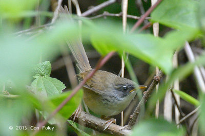 Prinia, Hill @ Tapan Road