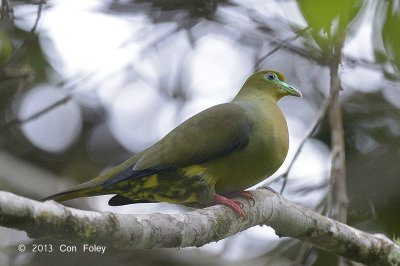 Pigeon, Sumatran Green @ Tapan Road